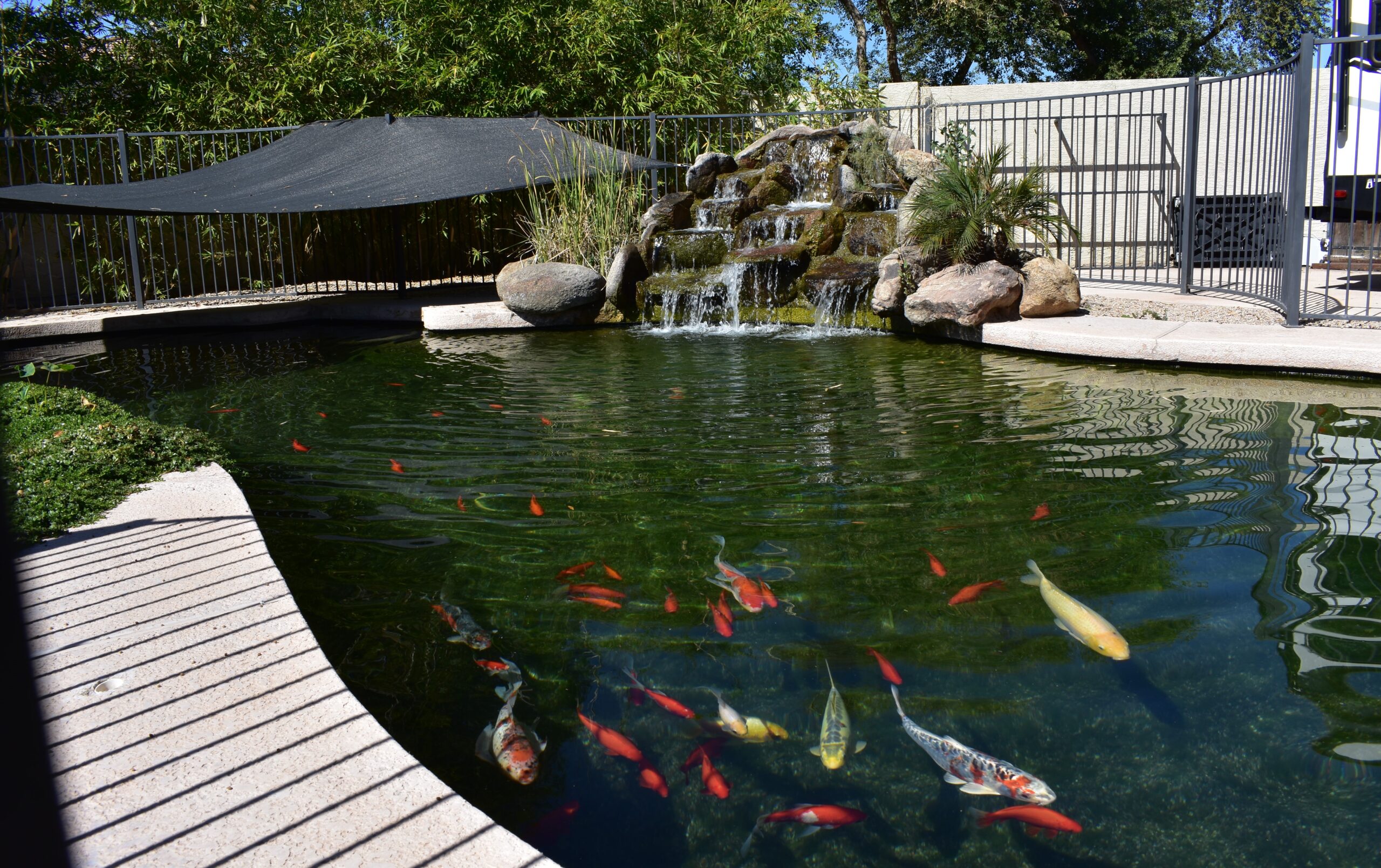 Beautiful Koi Pond